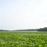 Vellayani Lake Trivandrum 